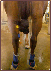 Equine Care Microcurrent Stimulation